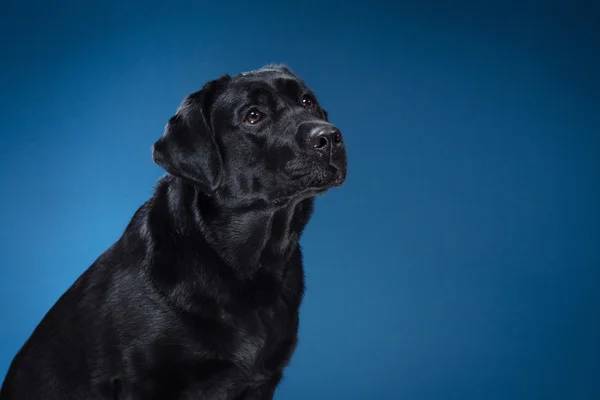 Портретная собака породы черный лабрадор на студии — стоковое фото