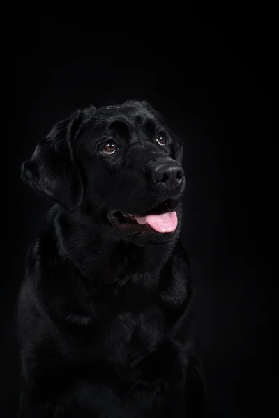 Retrato cão raça preto labrador em um estúdio — Fotografia de Stock