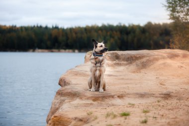Kumlu sahilde göl ormanın içinde yürüyen karışık doğurmak köpek