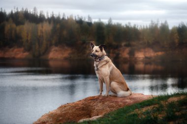 Kumlu sahilde göl ormanın içinde yürüyen karışık doğurmak köpek