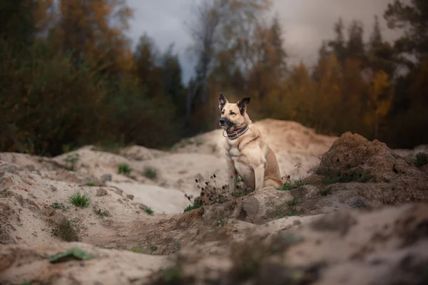 Perro de raza mixta paseando en el bosque, el lago, en la orilla arenosa — Foto de Stock
