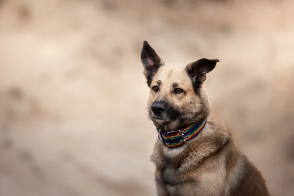 混合された品種犬の散歩森の中、湖の砂浜の海岸 — ストック写真