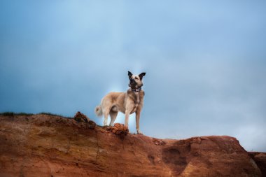 Kumlu sahilde göl ormanın içinde yürüyen karışık doğurmak köpek