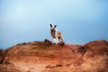 Kumlu sahilde göl ormanın içinde yürüyen karışık doğurmak köpek