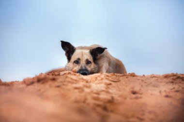 Kumlu sahilde göl ormanın içinde yürüyen karışık doğurmak köpek