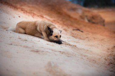 Kumlu sahilde göl ormanın içinde yürüyen karışık doğurmak köpek