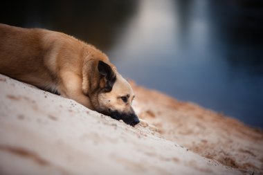 Kumlu sahilde göl ormanın içinde yürüyen karışık doğurmak köpek