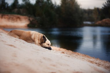 Kumlu sahilde göl ormanın içinde yürüyen karışık doğurmak köpek