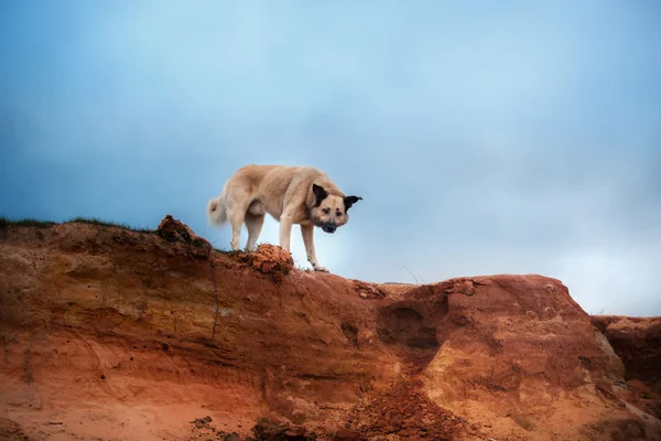 Cão misto caminhando na floresta, o lago, na costa arenosa — Fotografia de Stock