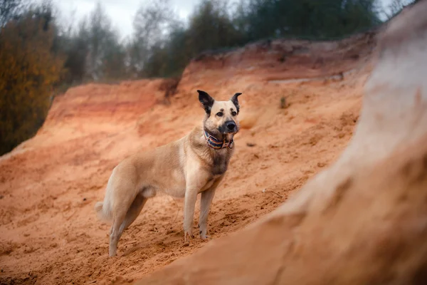Perro de raza mixta paseando en el bosque, el lago, en la orilla arenosa — Foto de Stock