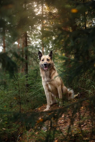 Vegyes fajta kutya, séta az erdőben, a tó, a homokos parton — Stock Fotó