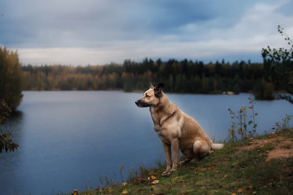 Blandras hund promenader i skogen, sjön, på den sandiga stranden — Stockfoto