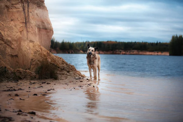 Mixed breed dog walking in the woods, the lake, on the sandy shore — Stock Photo, Image