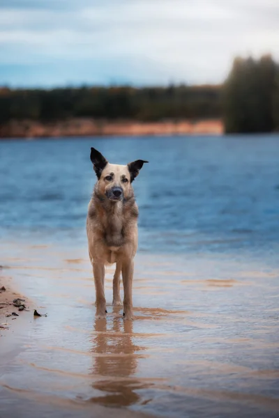 混合された品種犬の散歩森の中、湖の砂浜の海岸 — ストック写真