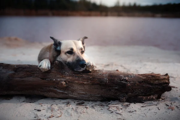 混的种狗在树林里，在湖边散步，在沙滩上 — 图库照片