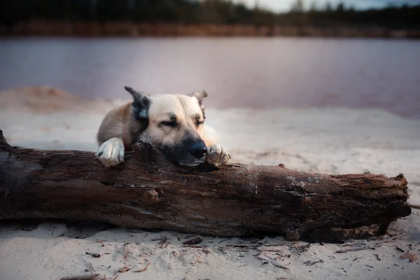혼합된 유형 개 숲, 호수, 모래에 산책 — 스톡 사진