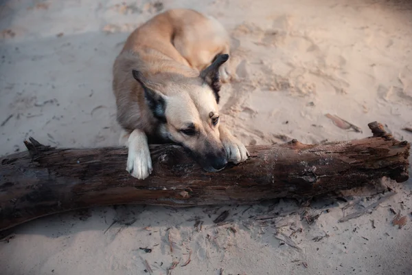 Perro de raza mixta paseando en el bosque, el lago, en la orilla arenosa — Foto de Stock