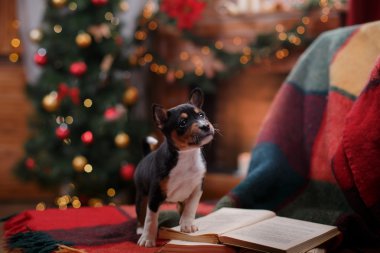 Köpek doğurmak alçaklık, Noel ve yeni yıl