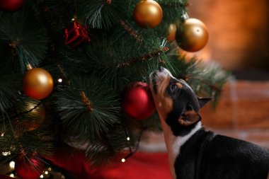 Köpek doğurmak alçaklık, Noel ve yeni yıl
