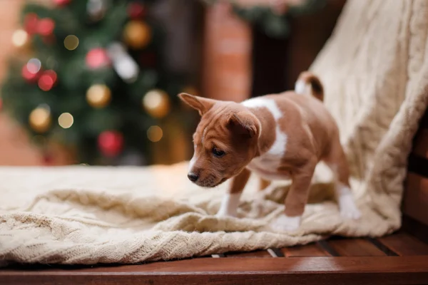 子犬犬バセンジー、クリスマスと新年 — ストック写真