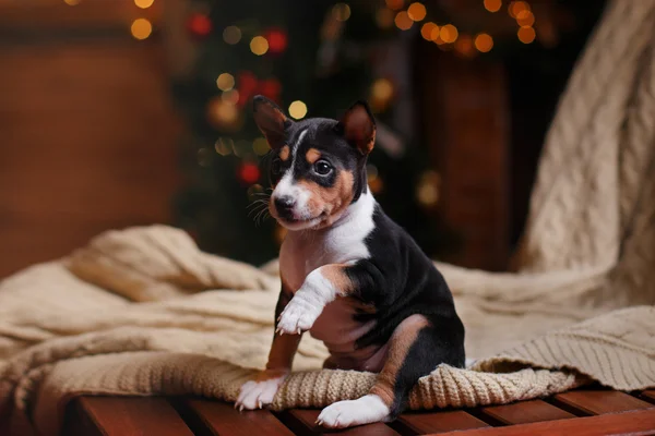 Puppy breed Basenji, Christmas and New Year — Stock Photo, Image