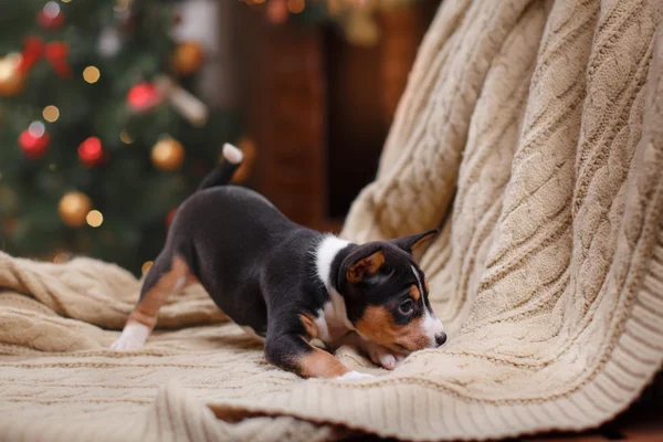 子犬犬バセンジー、クリスマスと新年 — ストック写真