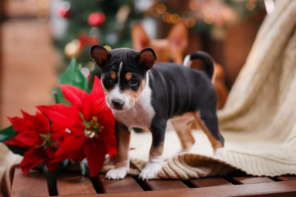 Razza di cucciolo Basenji, Natale e Anno nuovo — Foto Stock