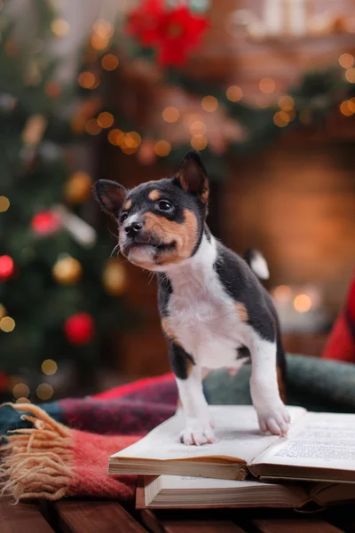 Štěně plemene Basenji, Vánoce a nový rok — Stock fotografie