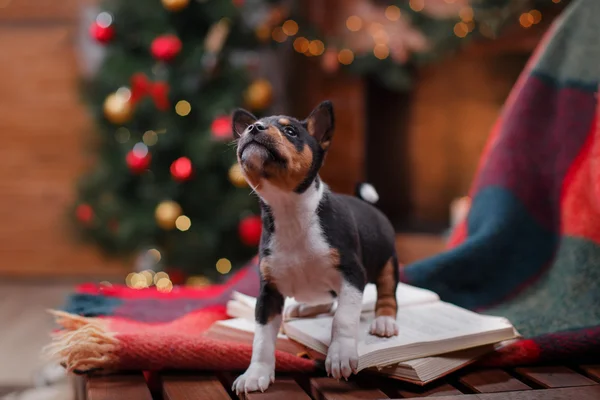 Welpenzucht Basenji, Weihnachten und Neujahr — Stockfoto