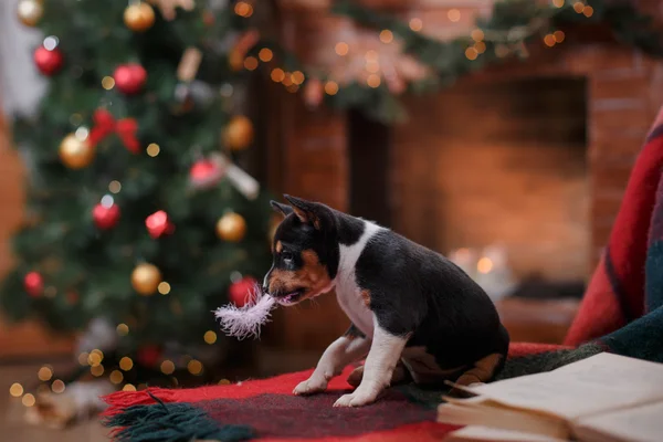 Razza di cucciolo Basenji, Natale e Anno nuovo — Foto Stock
