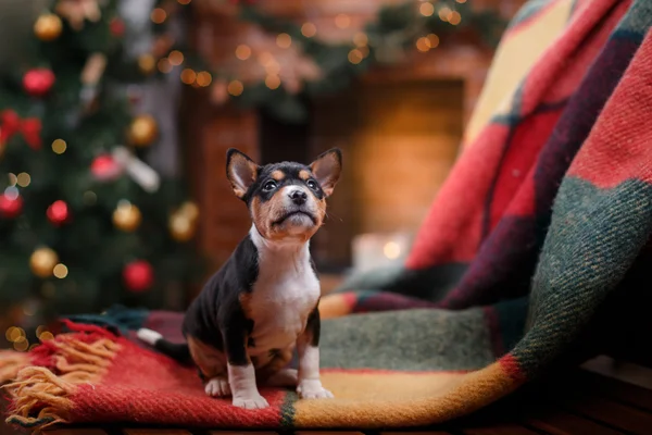 Puppy breed Basenji, Christmas and New Year — Stock Photo, Image