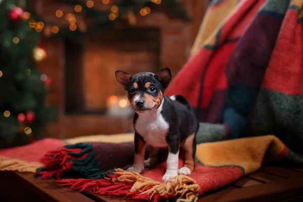 Puppy breed Basenji, Christmas and New Year — Stock Photo, Image