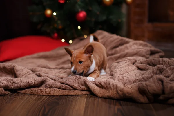 Puppy breed Basenji, Christmas and New Year — Stock Photo, Image