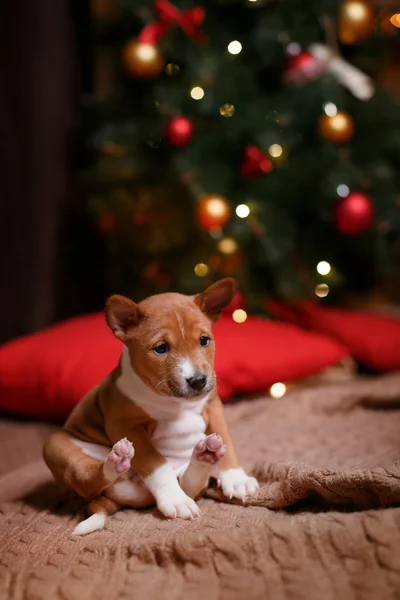 Puppy RAS Basenji, Kerstmis en Nieuwjaar — Stockfoto