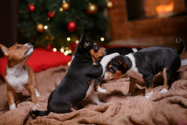 สายพันธุ์ลูกสุนัข Basenji, คริสต์มาสและปีใหม่ — ภาพถ่ายสต็อก