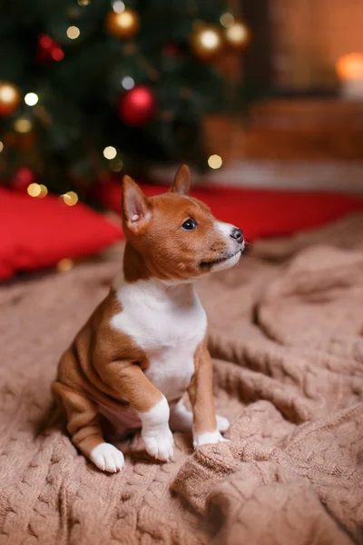 Порода щенков Basenji, Рождество и Новый год — стоковое фото