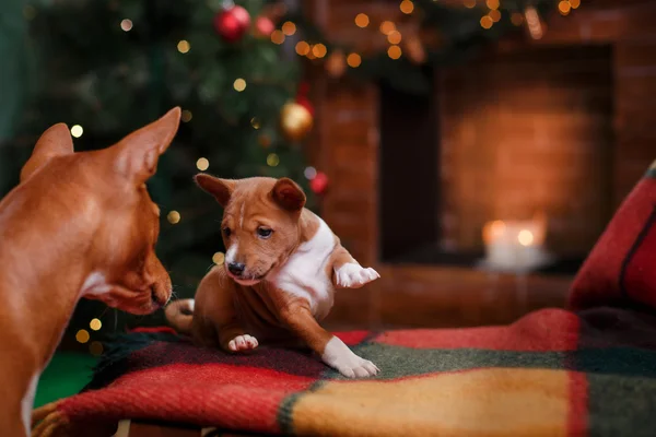 Psí plemeno Basenji a její štěně plemene Basenji, Vánoce a nový rok, studio pozadí — Stock fotografie