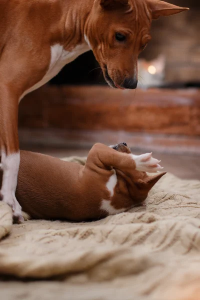 Порода собак Basenji и ее щенка породы Basenji, Рождество и Новый год, студийный фон — стоковое фото