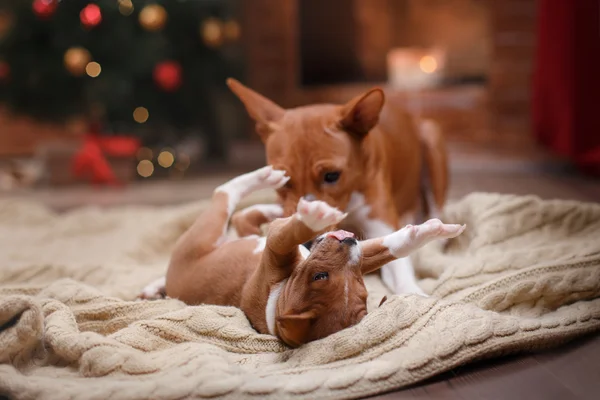 Собака породи Basenji та її цуценя порода Basenji, новорічні та різдвяні, тло студії — стокове фото