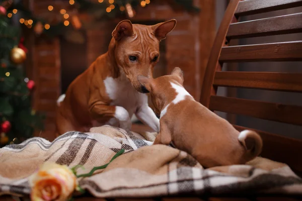 Perro raza Basenji y su cachorro raza Basenji, Navidad y Año Nuevo, fondo de estudio —  Fotos de Stock