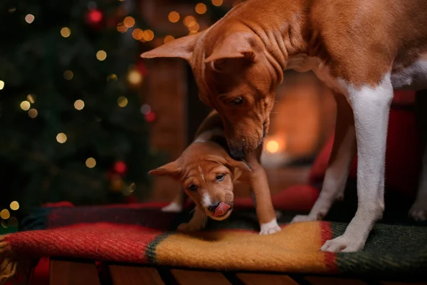 Hund rasen Basenji och hennes valp rasen Basenji, jul och nyår, studio bakgrund — Stockfoto