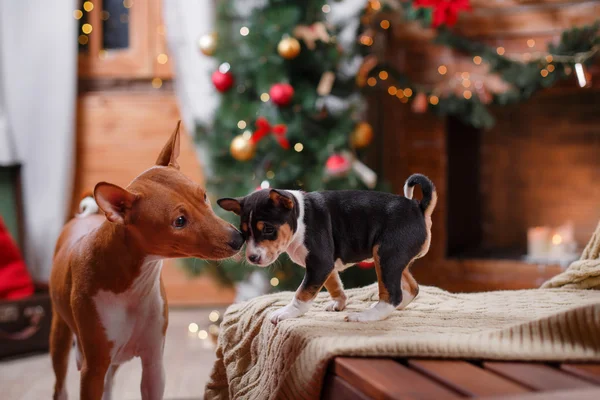 Kutya tenyészt Alantasság és őt kiskutya fajta Alantasság, karácsonyi és újévi, stúdió-háttér — Stock Fotó