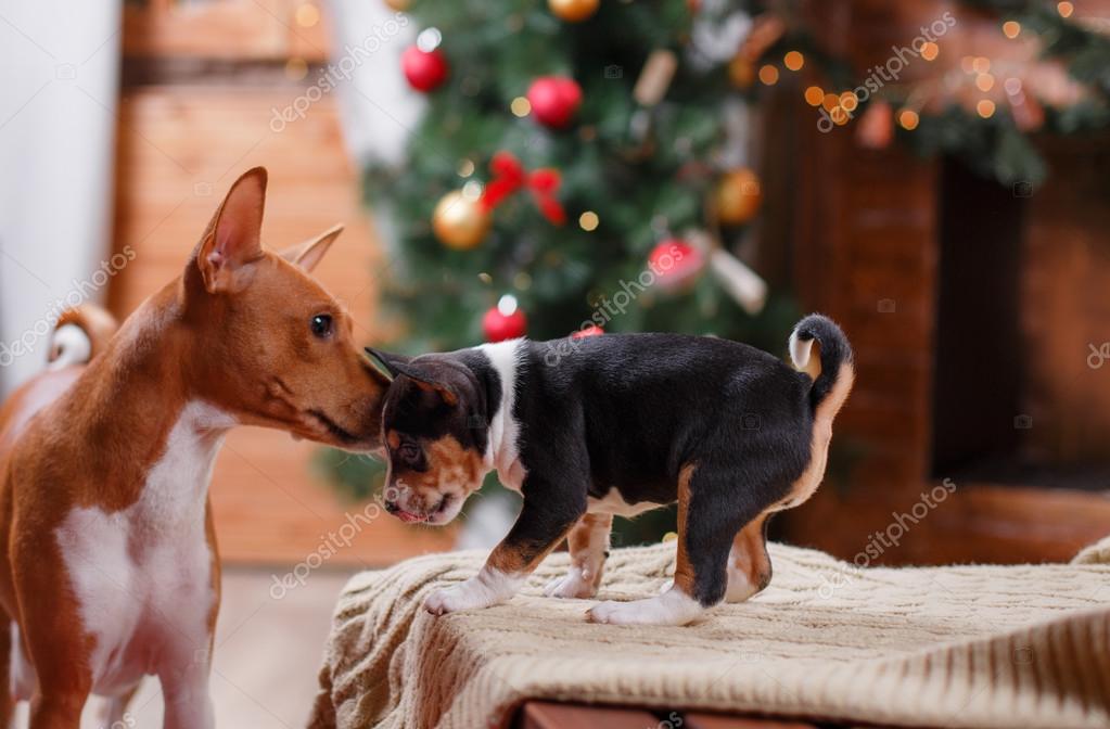 Chien De Race Basenji Et Sa Race De Chiot Basenji Noël Et