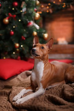 Dog breed Basenji, Christmas and New Year