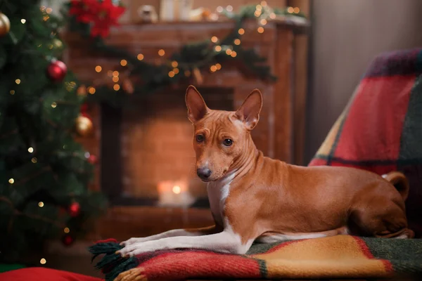 Dog breed Basenji, Christmas and New Year — стокове фото