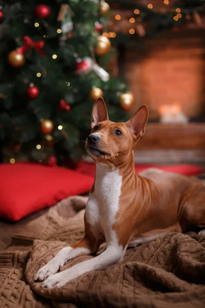 Dog breed Basenji, Christmas and New Year — Stock fotografie