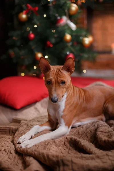 Dog breed Basenji, Christmas and New Year — Zdjęcie stockowe