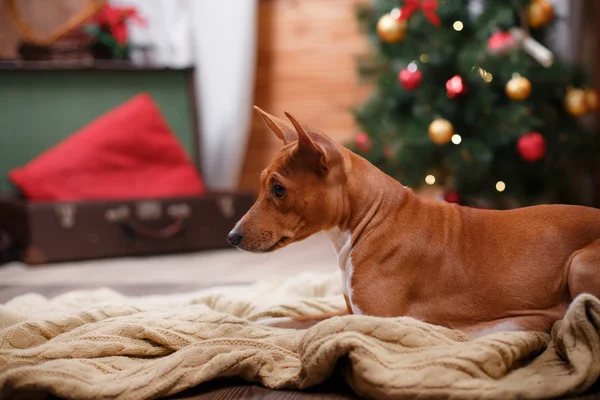 Dog breed Basenji, Christmas and New Year — Stockfoto