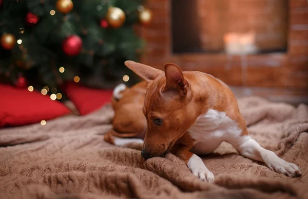 Dog breed Basenji, Christmas and New Year — Stok fotoğraf