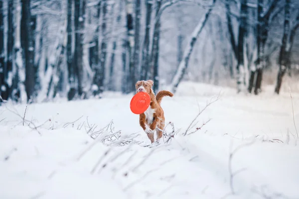 Hunden Nova Scotia Duck Tolling Retriever i Vinterparken, leker med flygande tefat — Stockfoto